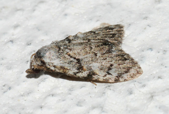 Meganola strigula